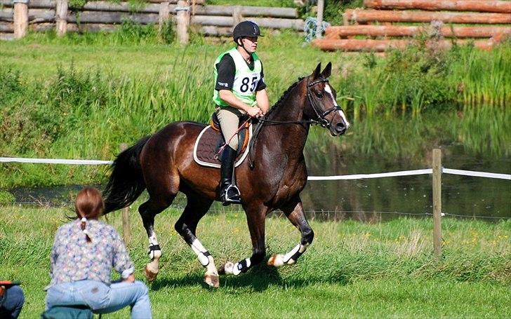 Dansk Varmblod Pittegårdens Winston - OBS! har taget billedet, men min far rider! :D  Fotograf: Mig! billede 8