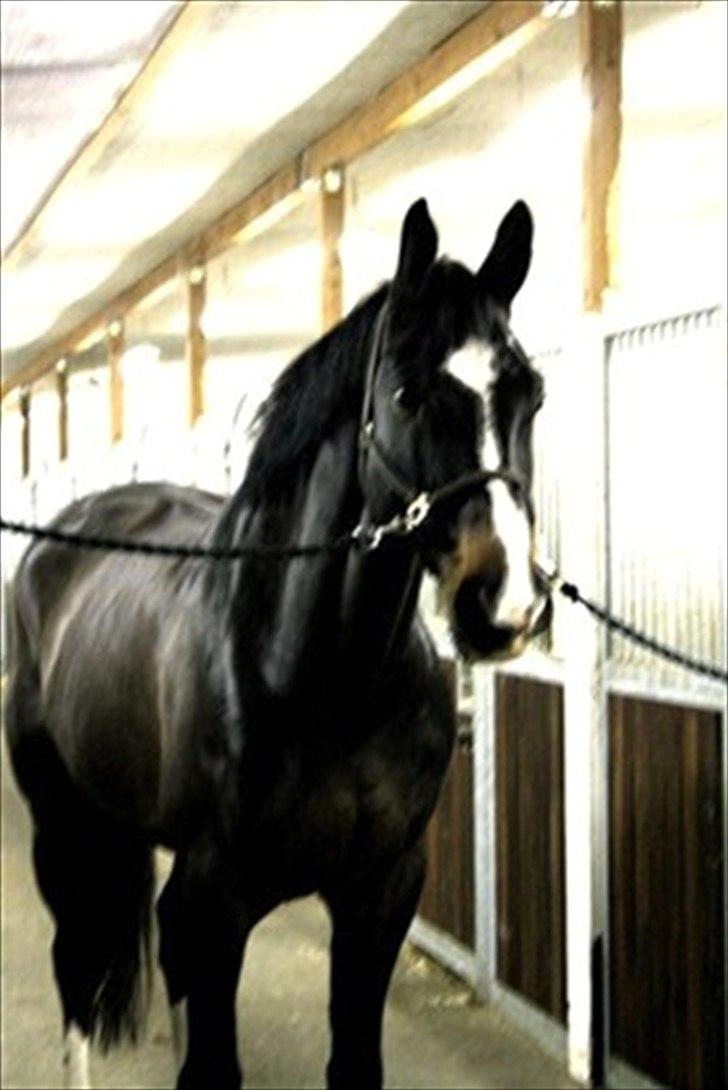 Dansk Varmblod Pittegårdens Winston - OBS! har fået billedet! billede 9