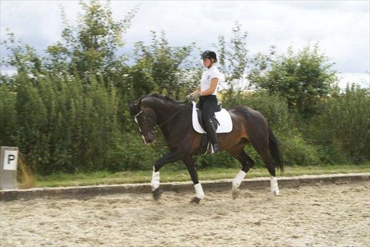 Dansk Varmblod Pittegårdens Winston - OBS! har fået billedet! billede 10