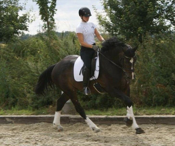 Dansk Varmblod Pittegårdens Winston - OBS! har fået billedet! billede 11