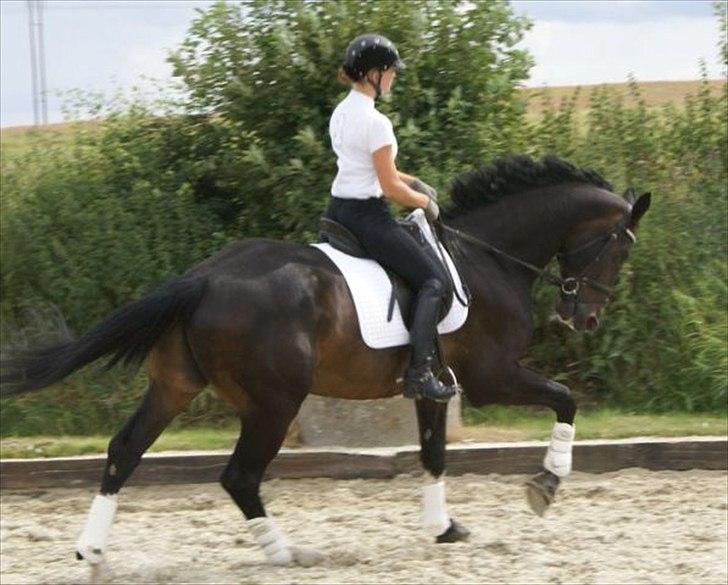 Dansk Varmblod Pittegårdens Winston - OBS! har fået billedet! billede 12