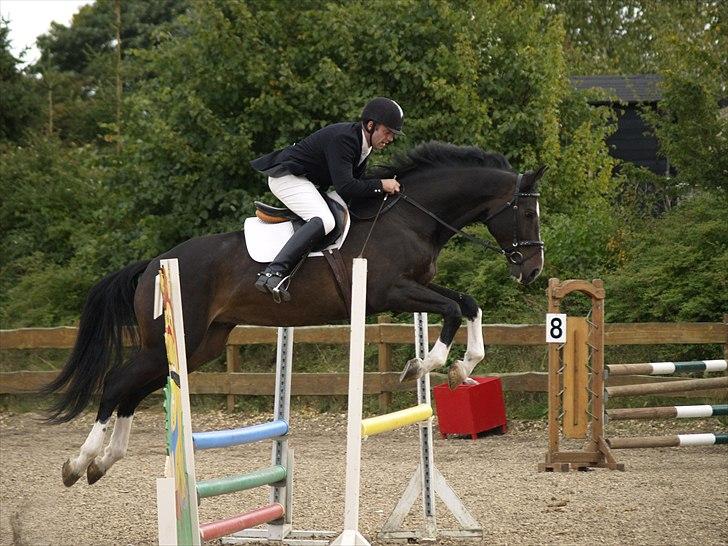 Dansk Varmblod Pittegårdens Winston billede 13