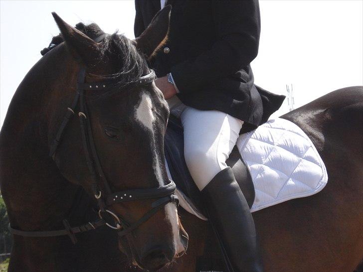 Dansk Varmblod Pittegårdens Winston - OBS! har taget billedet, men min far rider! :D  Fotograf: Mig! billede 14