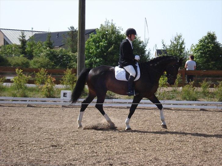 Dansk Varmblod Pittegårdens Winston - OBS! har taget billedet, men min far rider! :D  Fotograf: Mig! billede 15