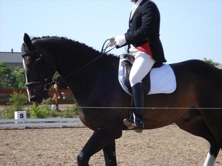 Dansk Varmblod Pittegårdens Winston - OBS! har taget billedet, men min far rider! :D  Fotograf: Mig! billede 16