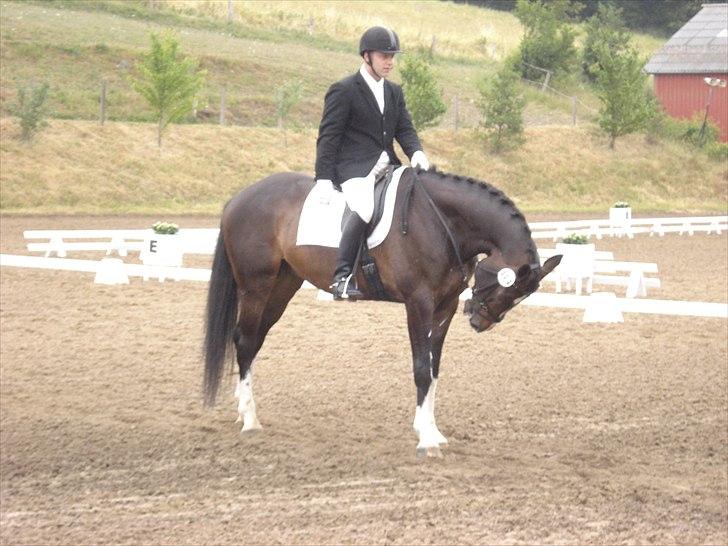 Dansk Varmblod Pittegårdens Winston - OBS! har taget billedet, men min far rider! :D  Fotograf: Mig! billede 18