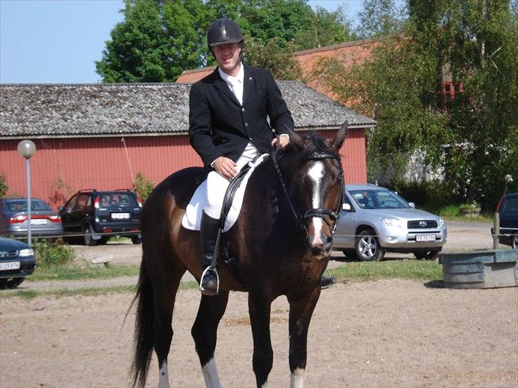 Dansk Varmblod Pittegårdens Winston - OBS! har taget billedet, men min far rider! :D  Fotograf: Mig! billede 19