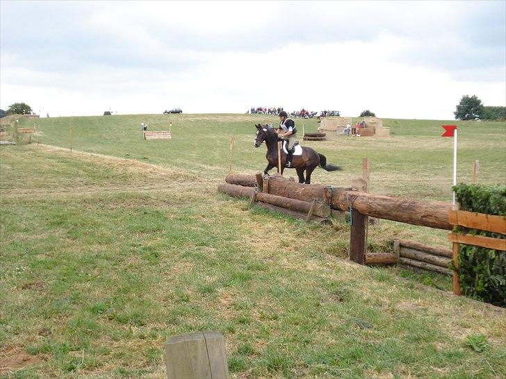 Dansk Varmblod Pittegårdens Winston - OBS! har taget billedet, men min far rider! :D  Fotograf: Mig! billede 20