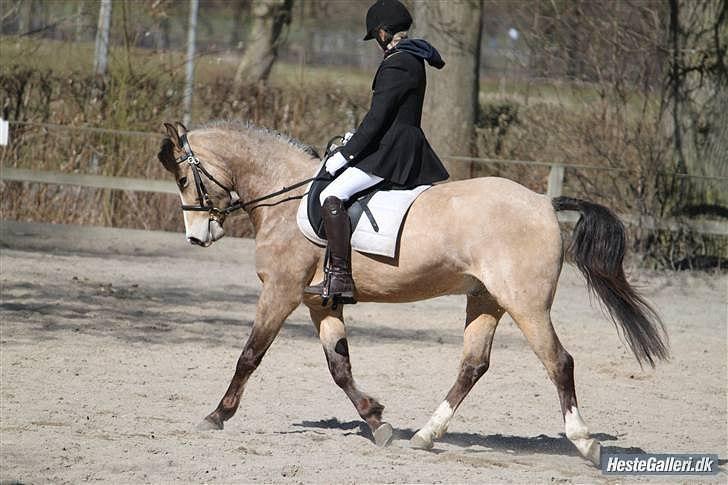 Welsh Partbred (Sec F) Tivall -  ( med Astrid :-D )  billede 4