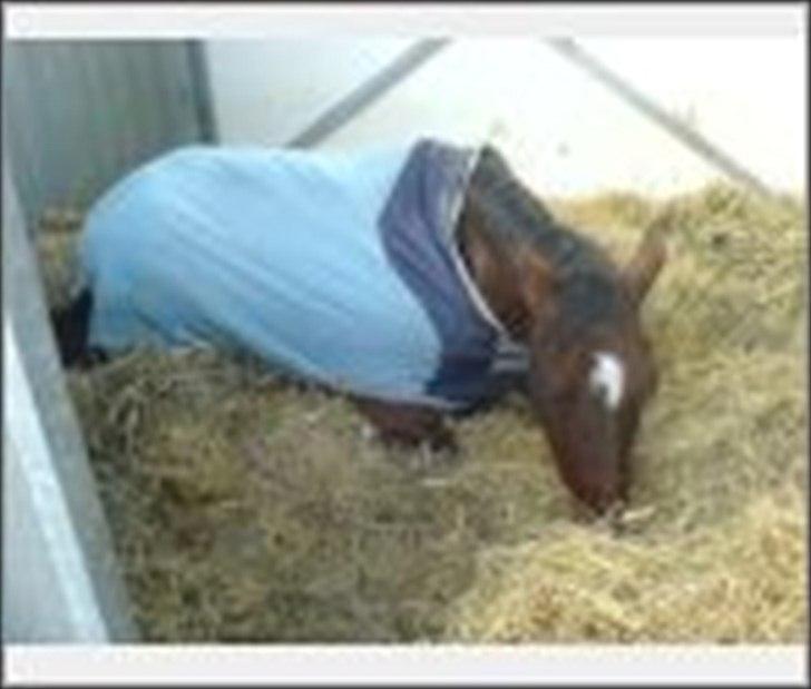 Dansk Varmblod Birkely's Orion *DØD* billede 19