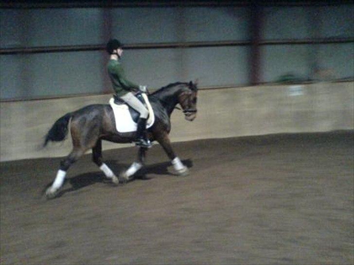 Dansk Varmblod Birkely's Orion *DØD* billede 20