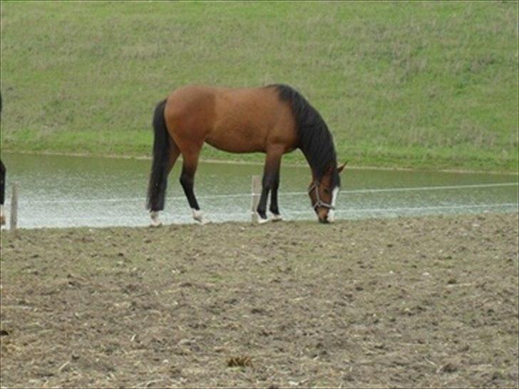 DSP Moonjam´s Princess - Flotte Princess! <3 billede 6