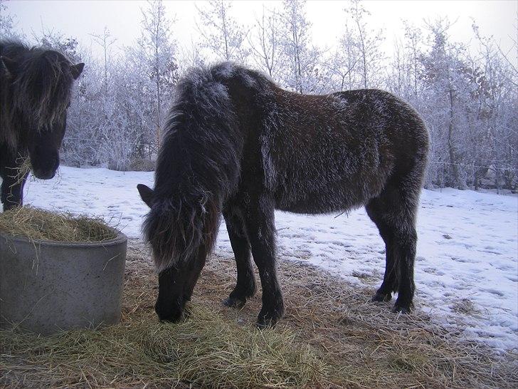 Islænder Bliða hedelund - Ishesten :P billede 14