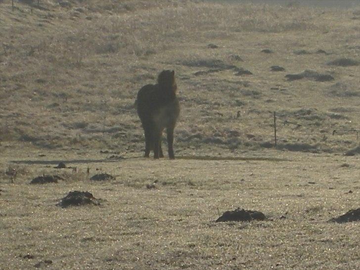 Islænder Bliða hedelund - Tak for kigget :D billede 16