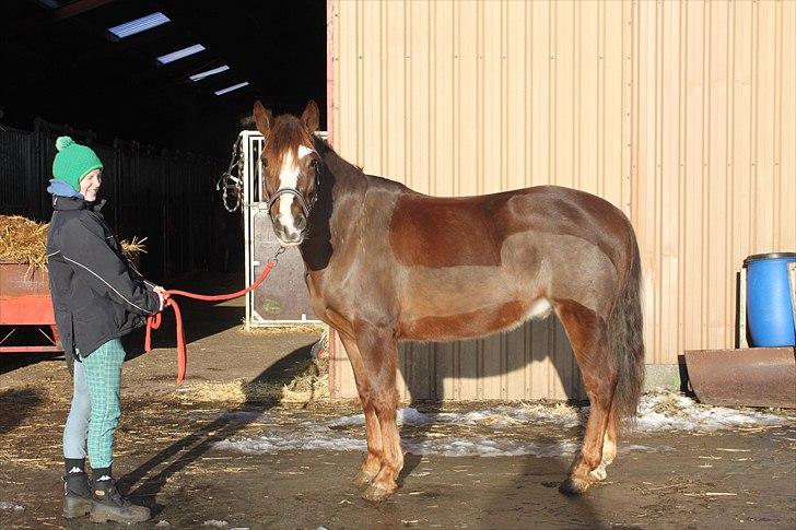 New Forest Balou!<3  solgt billede 3