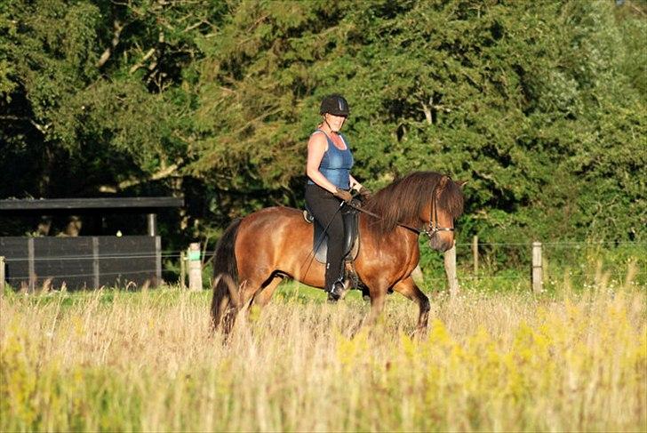 Islænder Salka fra Søsterbromølle - Vi øver og øver på banen !! billede 1