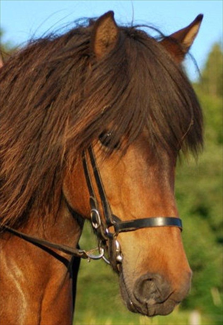 Islænder Salka fra Søsterbromølle - Smukke prinsesse Salka <3 billede 2