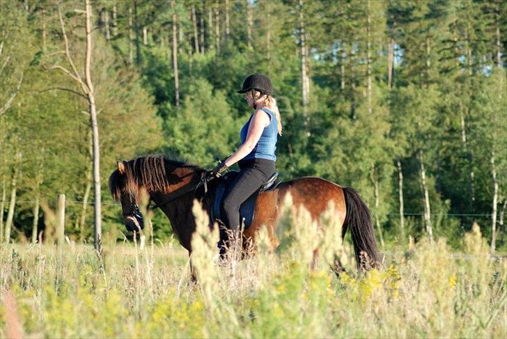 Islænder Salka fra Søsterbromølle - Der øves holdning :-)  billede 3
