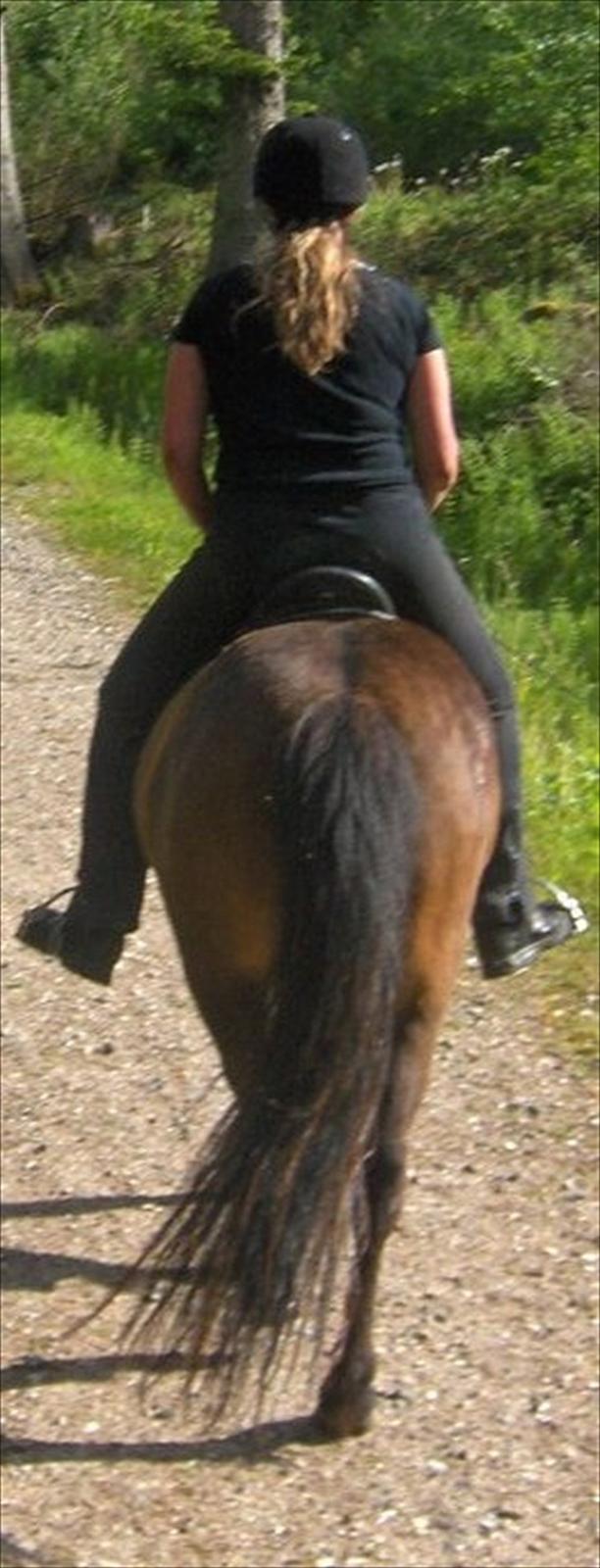 Islænder Salka fra Søsterbromølle - Når enden er god........ billede 4