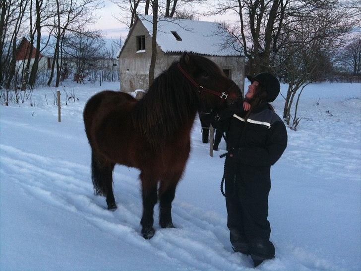 Islænder Salka fra Søsterbromølle - Vil du kysse :-)  billede 5