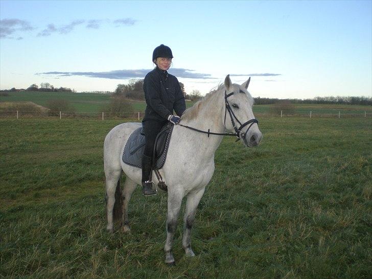 Tysk Sportspony Peanut *R.I.P*  - Dejlig ridetur på folden :) billede 8