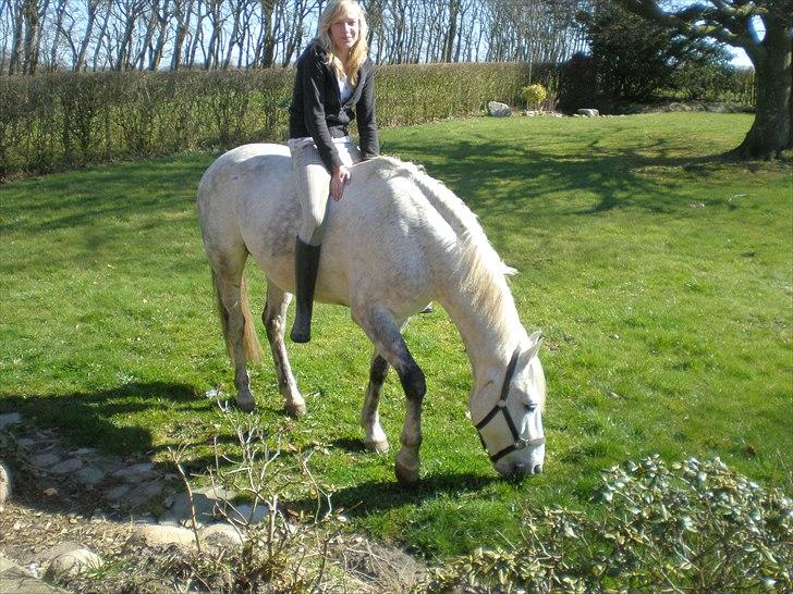 Tysk Sportspony Peanut *R.I.P*  billede 10