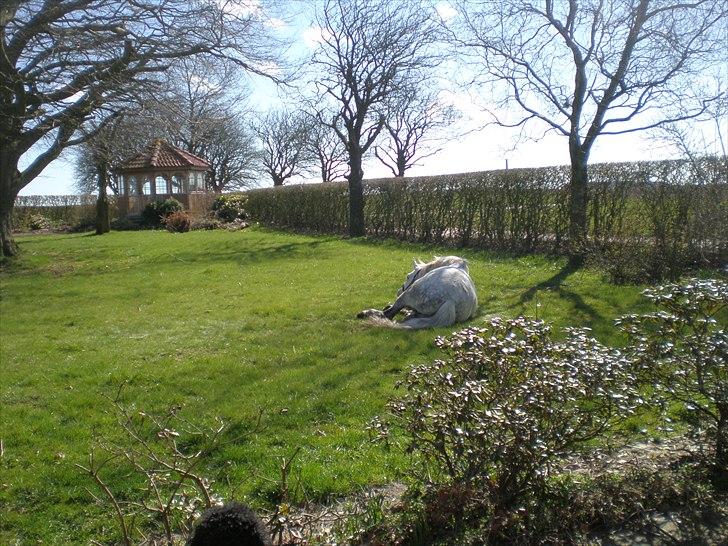 Tysk Sportspony Peanut *R.I.P*  - godt at rulle sig i haven! billede 11