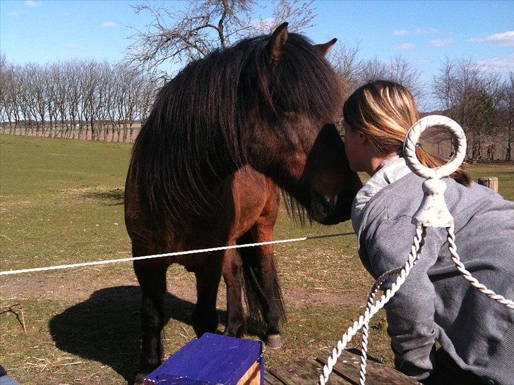 Islænder Salka fra Søsterbromølle - Kys mig nu :-) billede 6