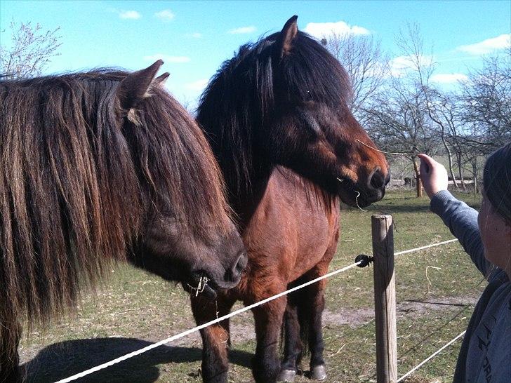 Islænder Salka fra Søsterbromølle - Hva har du der ? billede 7