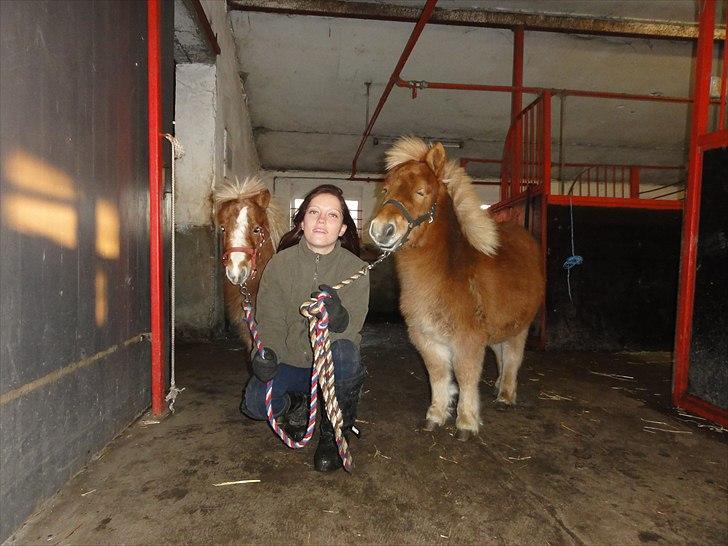 Shetlænder Carlo - Da de er på vej ud i det dejlige vejr (Carlo til højre og hans dejlige ven til venstre) billede 2