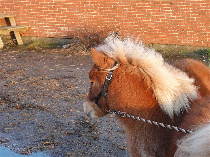 Shetlænder Carlo - total fotogen (: billede 3