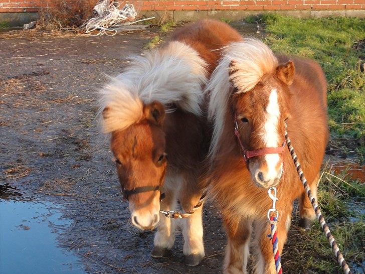 Shetlænder Carlo - De dejlige to i vinden. billede 4