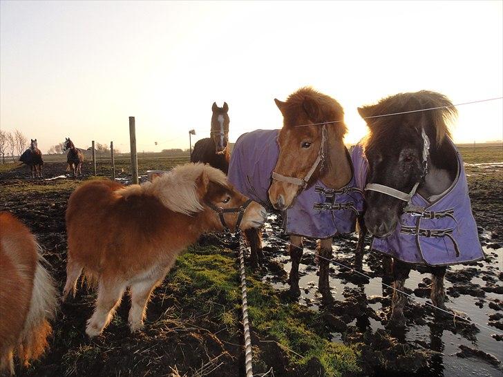 Shetlænder Carlo - skal lige snusse til nogen af de store heste thi hi. billede 5