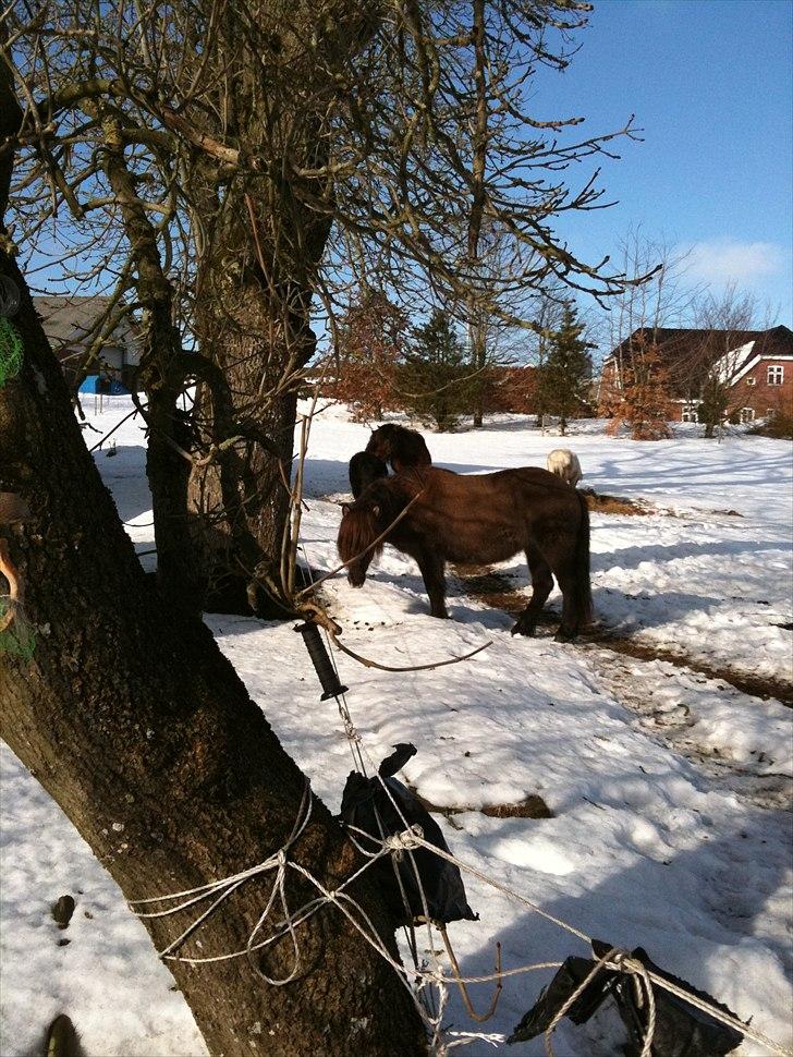 Islænder Salka fra Søsterbromølle - Der er også vinter på Trøjborglund ! billede 8