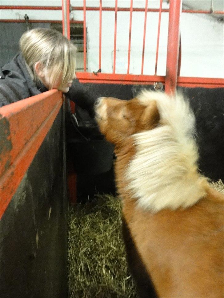 Shetlænder Carlo - Skal vi lige kysse <3 billede 6