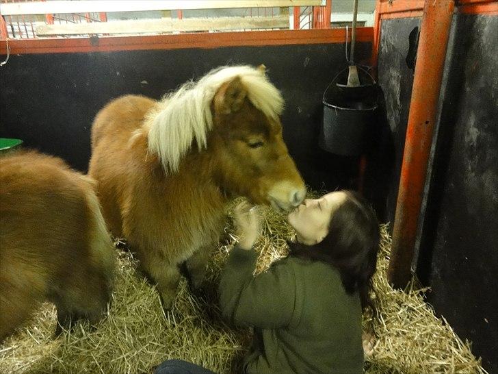Shetlænder Carlo - en ordentlig tungeslasker thi hi <3 billede 7
