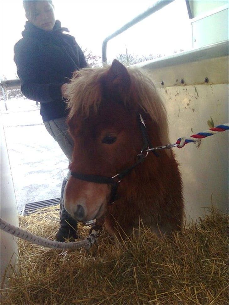 Shetlænder Carlo - på vej hjem fra Oldborg evig lang tur... billede 8