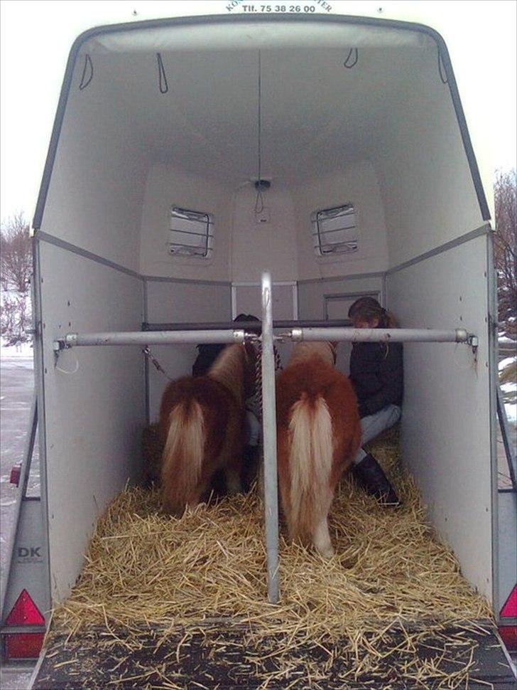 Shetlænder Carlo - her har vi så Carlo til højre og Thomas til venstre (:.... billede 9