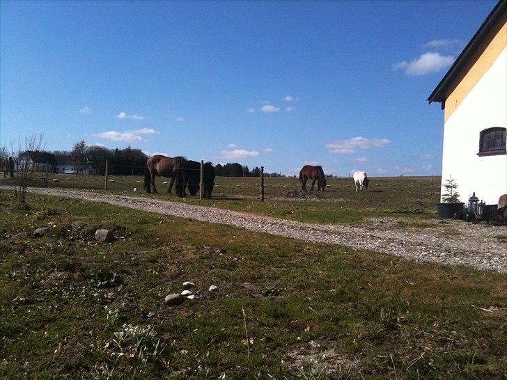 Islænder Salka fra Søsterbromølle - Her bor jeg billede 9