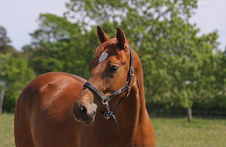 Dansk Varmblod Fredbo´s Khan billede 5