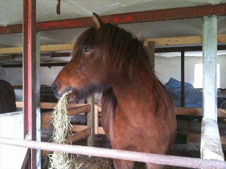 Islænder Salka fra Søsterbromølle - Der er MAD når vi er i stalden billede 10