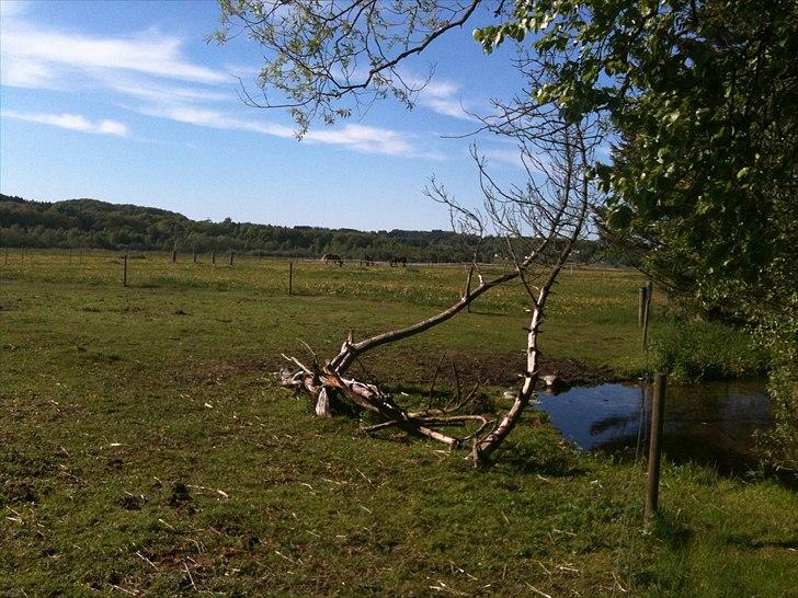 Islænder Salka fra Søsterbromølle - Sommer visit i heste Paradis billede 11
