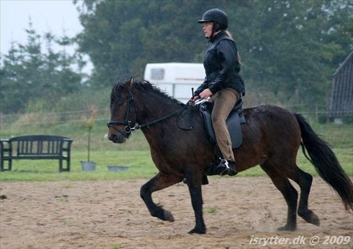 Islænder Salka fra Søsterbromølle - ÆVVV hun vil også i regnvejr :-)  billede 12