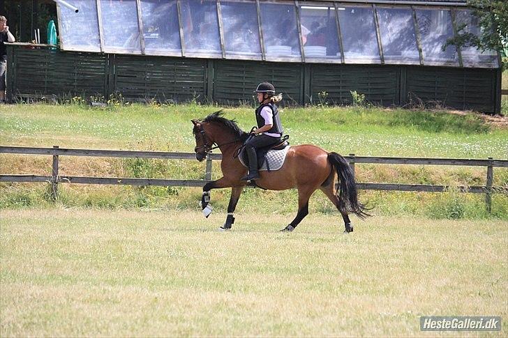 Welsh Pony (sec B) Rakt`s Britney solgt billede 10