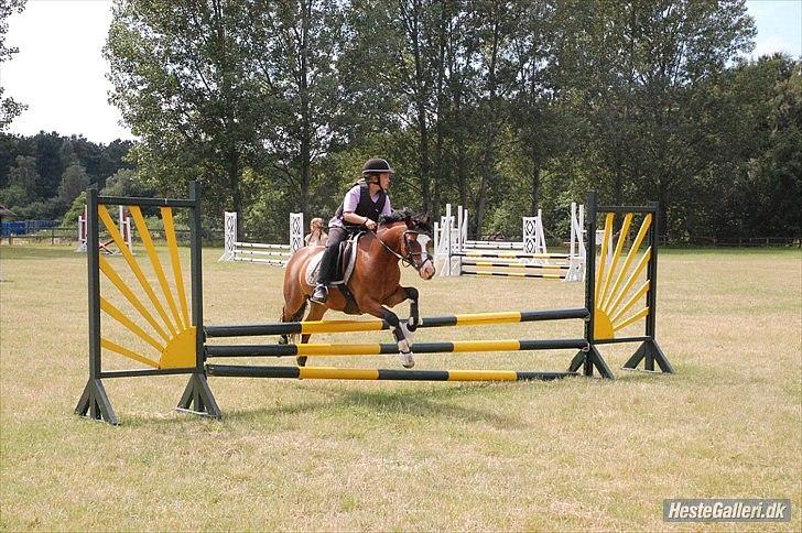 Welsh Pony (sec B) Rakt`s Britney solgt billede 11