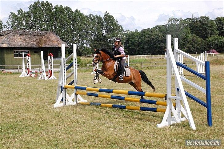Welsh Pony (sec B) Rakt`s Britney solgt billede 12