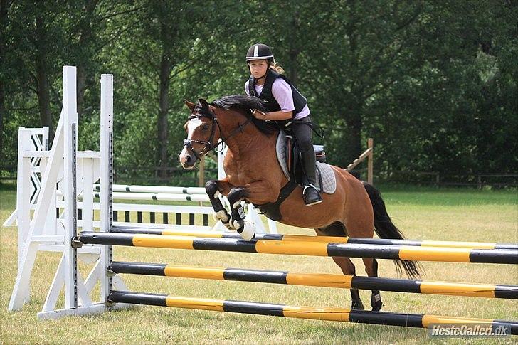 Welsh Pony (sec B) Rakt`s Britney solgt billede 13