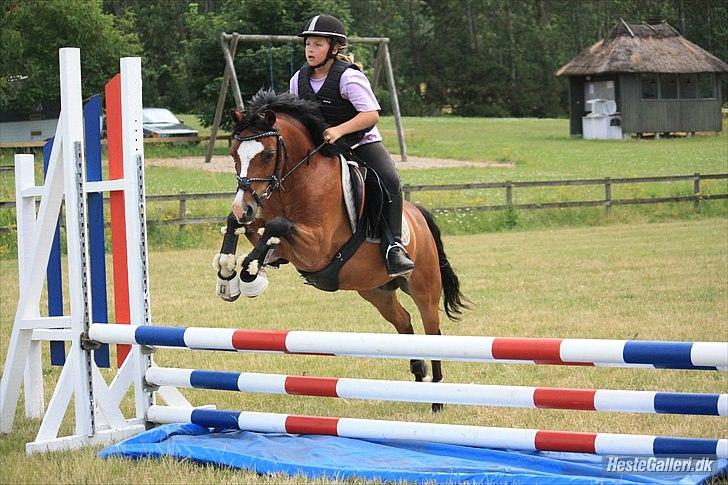 Welsh Pony (sec B) Rakt`s Britney solgt billede 15