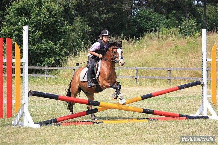 Welsh Pony (sec B) Rakt`s Britney solgt billede 16