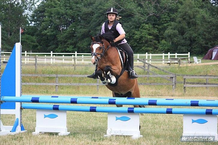 Welsh Pony (sec B) Rakt`s Britney solgt billede 18